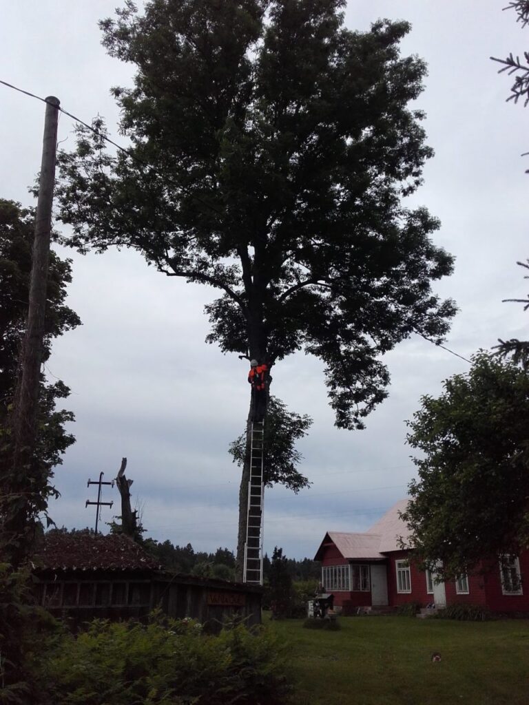 puude võrahooldus Ladvast kännuni