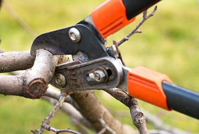 viljapuude lõikamine